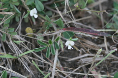 Tephrosia pumila